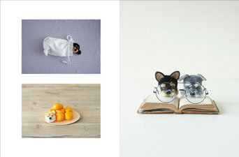 犬ぽんぽん』特設サイト｜誠文堂新光社