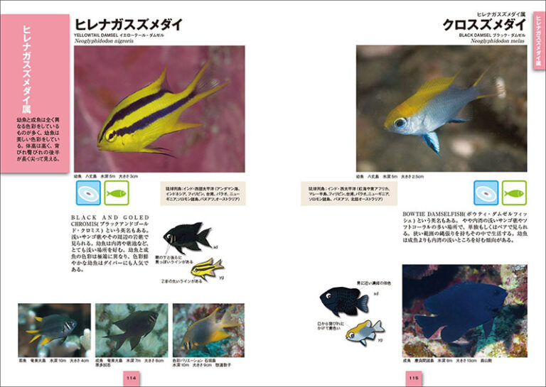 スズメダイ ひと目で特徴がわかる図解付き 株式会社誠文堂新光社