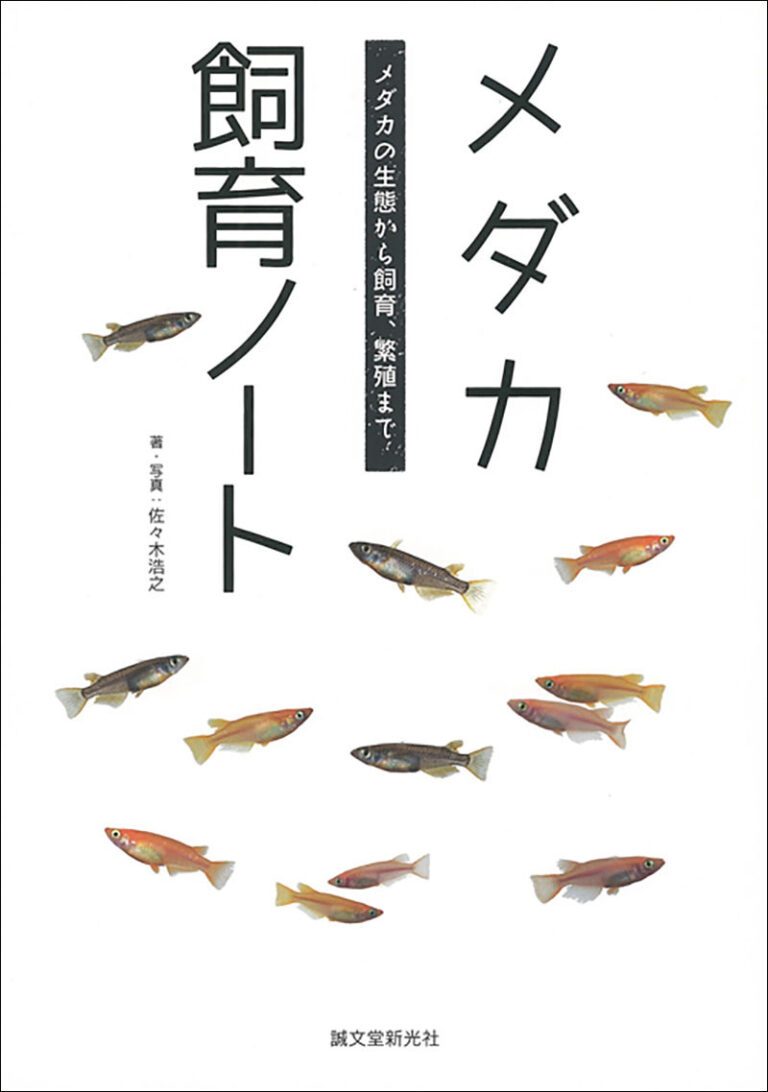 メダカ の 飼い 方