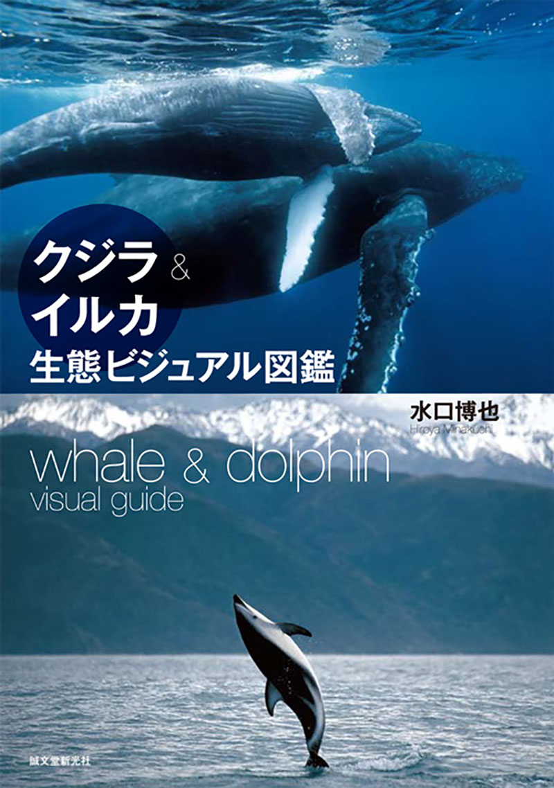 クジラ イルカ生態ビジュアル図鑑 株式会社誠文堂新光社