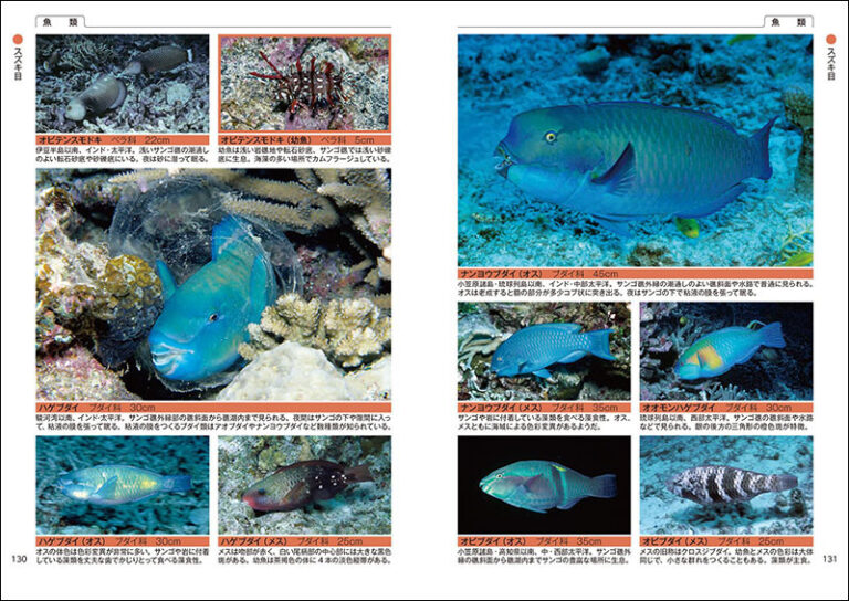 日本の海水魚と海岸動物図鑑 1719種 株式会社誠文堂新光社