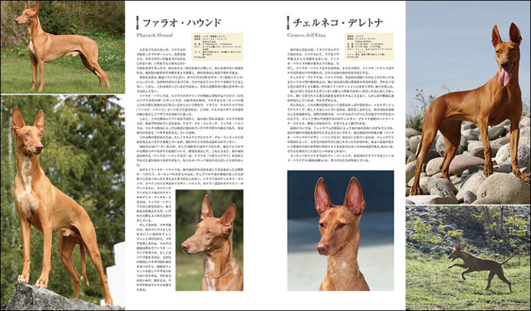 最新 世界の犬種大図鑑 | 株式会社誠文堂新光社