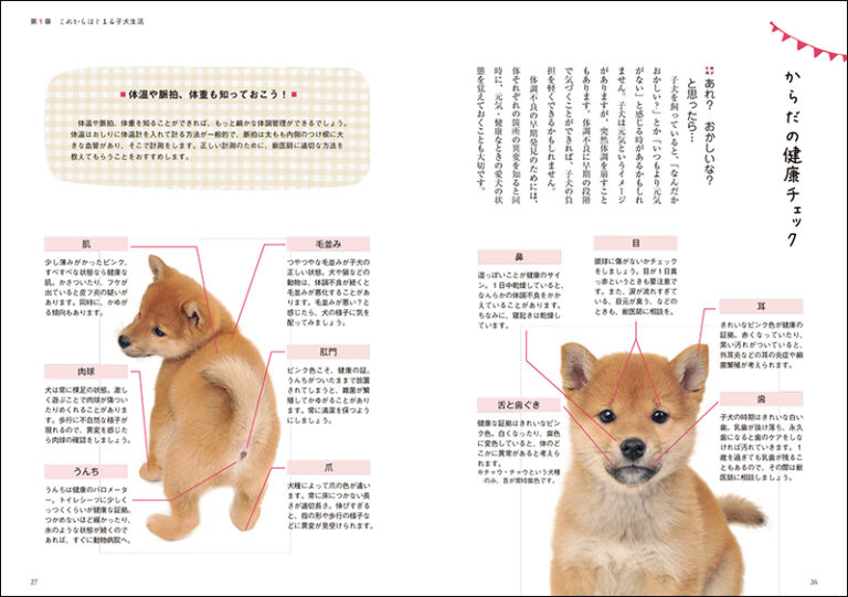 子犬 の 性別 の 見分け 方