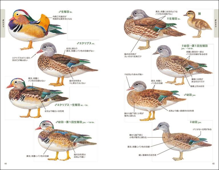 決定版 日本のカモ識別図鑑 株式会社誠文堂新光社