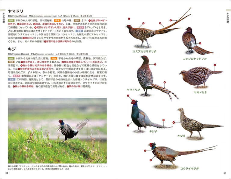 日本の野鳥識別図鑑 株式会社誠文堂新光社