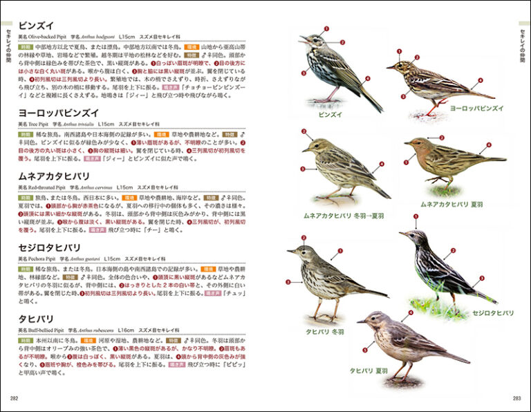 日本の野鳥識別図鑑 株式会社誠文堂新光社