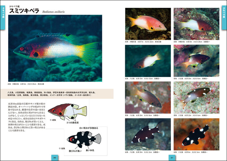 ベラ ブダイ ひと目で特徴がわかる図解付き 株式会社誠文堂新光社