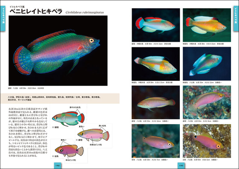 ベラ ブダイ ひと目で特徴がわかる図解付き 株式会社誠文堂新光社