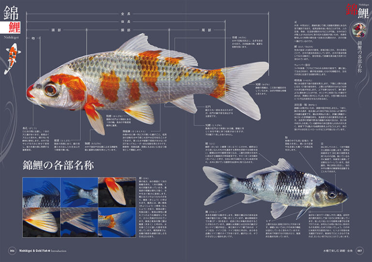 水槽で楽しむ錦鯉 金魚 株式会社誠文堂新光社