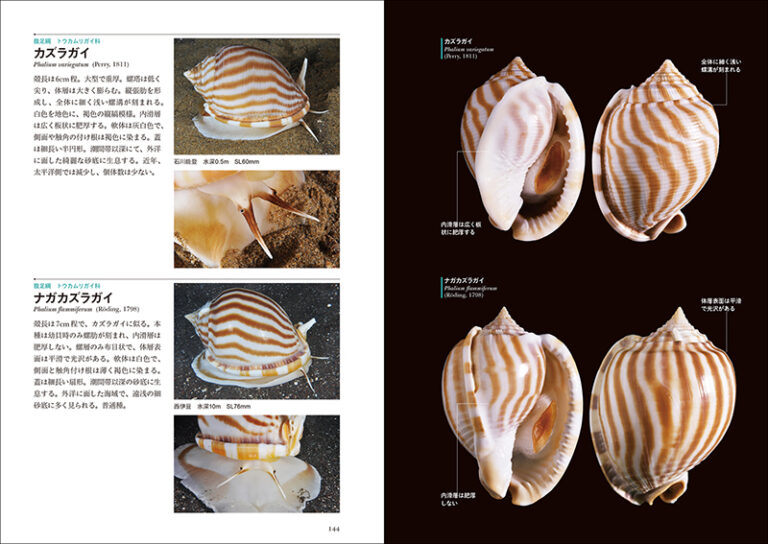 巻貝 の 種類 図鑑