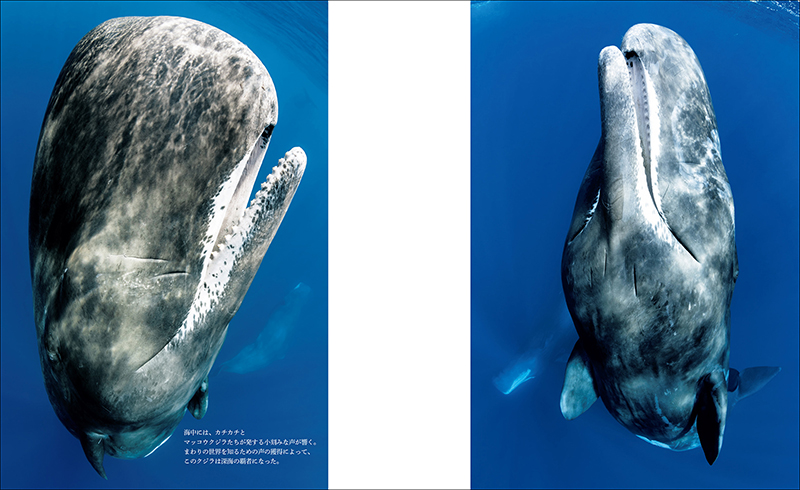 世界で一番美しい クジラ イルカ図鑑 株式会社誠文堂新光社