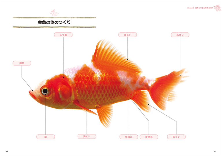 金魚 株式会社誠文堂新光社