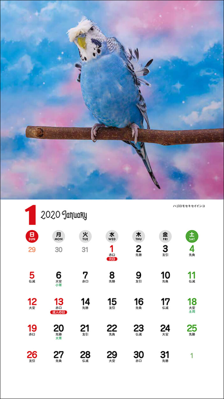2020年 ミニ判カレンダー インコ | 株式会社誠文堂新光社