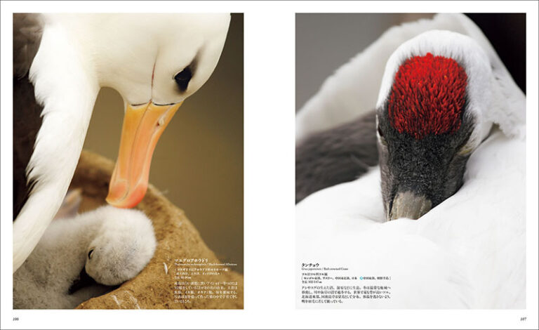 世界で一番美しい鳥図鑑 | 株式会社誠文堂新光社