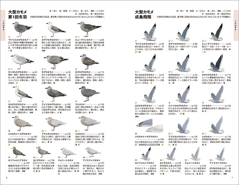 決定版 日本のカモメ識別図鑑 株式会社誠文堂新光社