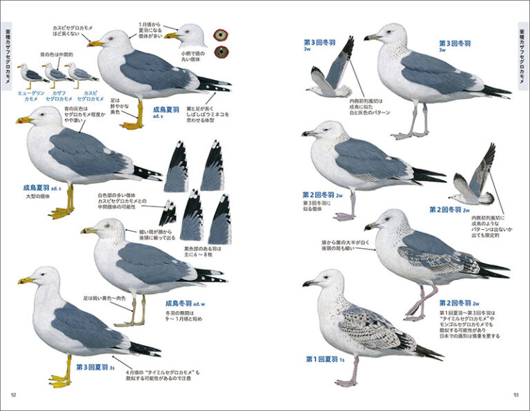 決定版 日本のカモメ識別図鑑 株式会社誠文堂新光社