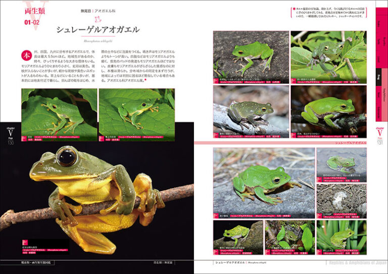 増補改訂 日本の爬虫類 両生類 生態図鑑 株式会社誠文堂新光社