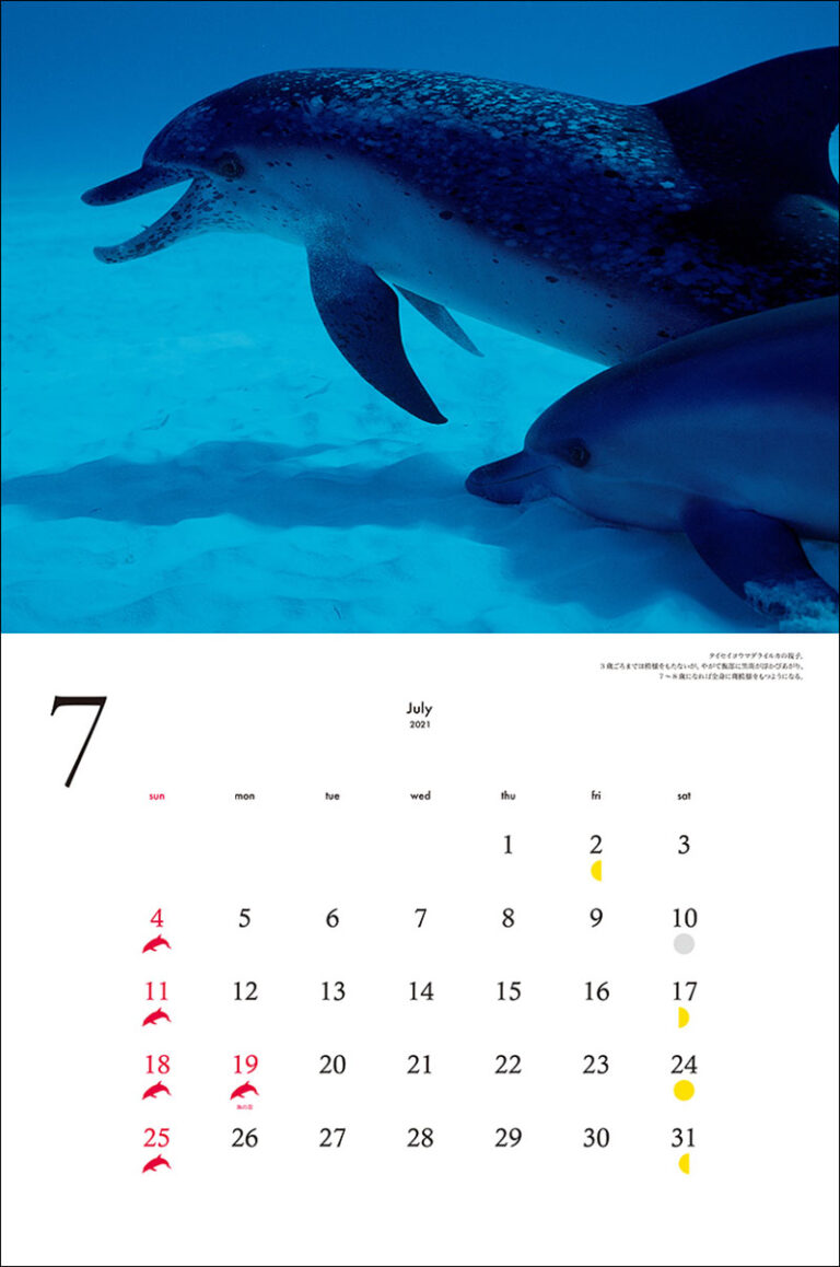21年 ワイド判カレンダー 世界で一番美しいクジラ イルカ カレンダー 株式会社誠文堂新光社