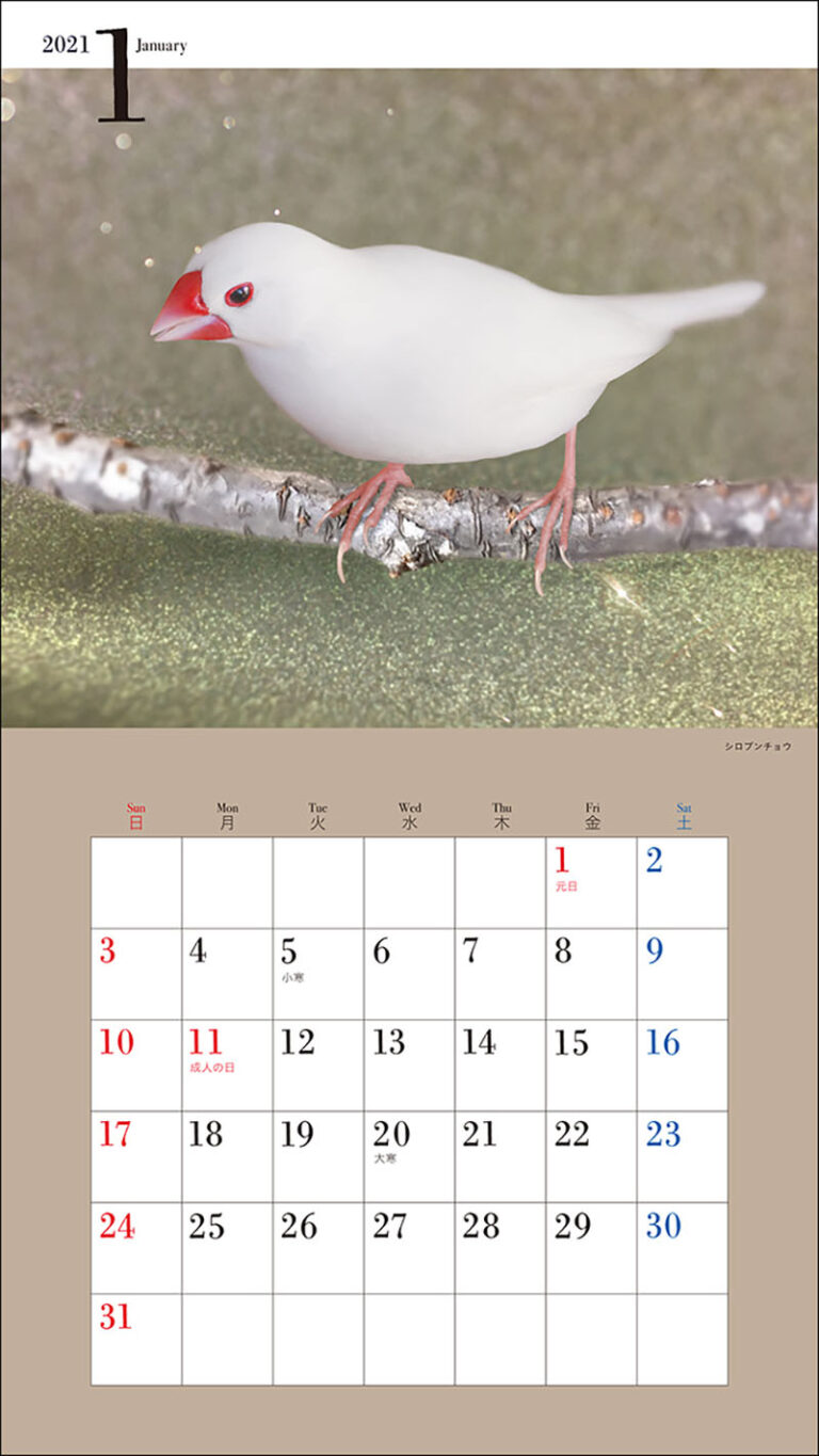21年 ミニ判カレンダー かわいい文鳥のカレンダー 株式会社誠文堂新光社