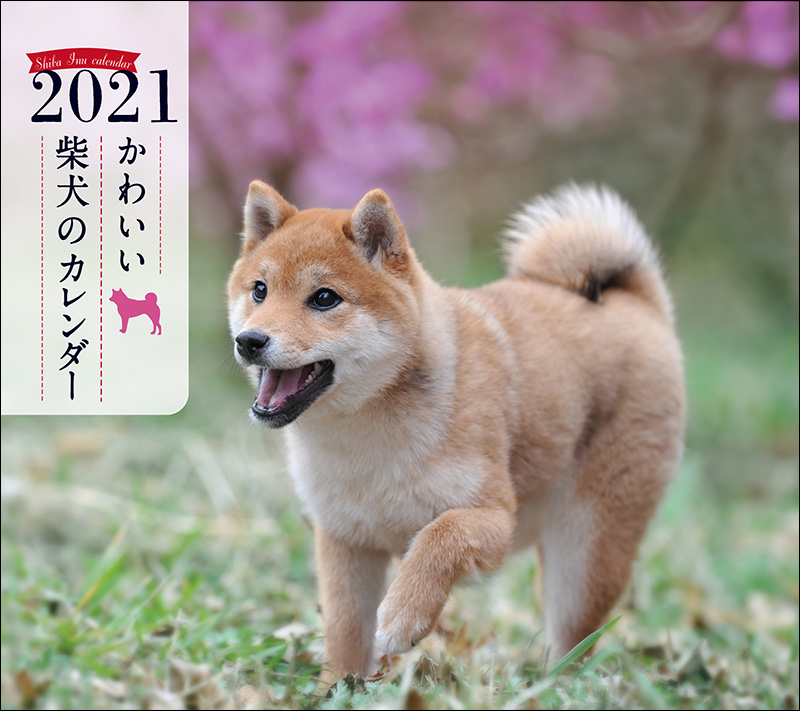 21年 ミニ判カレンダー かわいい柴犬のカレンダー 株式会社誠文堂新光社