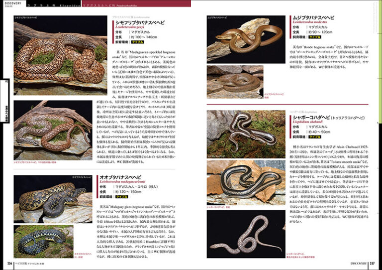 Venomous Snakes 世界の毒蛇大図鑑 - rehda.com