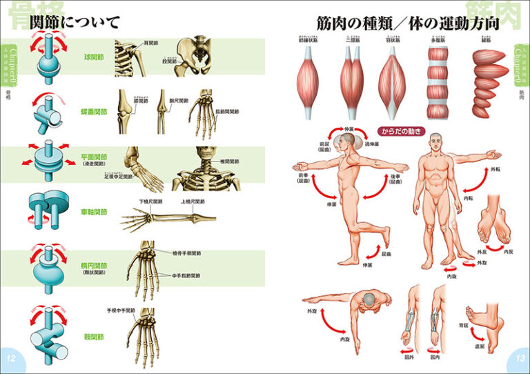 新版 人体解剖図から学ぶキャラクターデッサンの描き方 株式会社誠文堂新光社