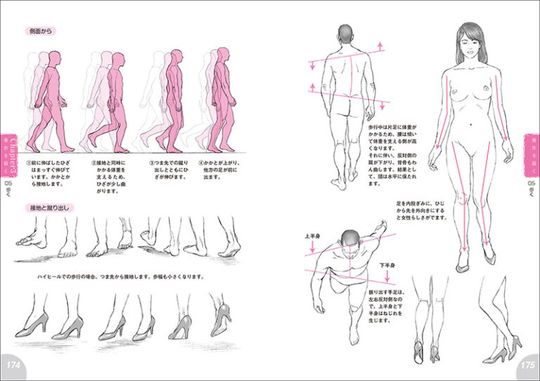 筋肉 描き方