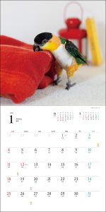 2026年カレンダー 鳥と暮らす インコ＆オウム | 株式会社誠文堂