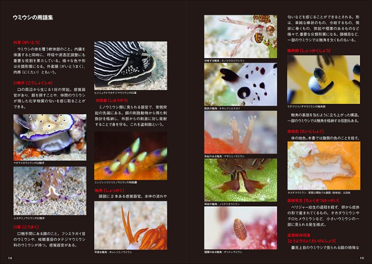 沖縄のウミウシ | 株式会社誠文堂新光社