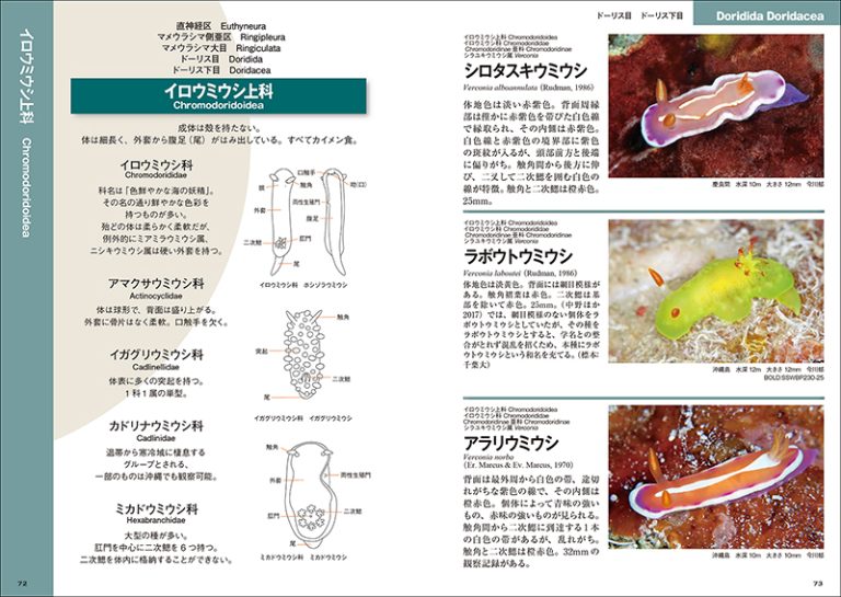 沖縄のウミウシ | 株式会社誠文堂新光社