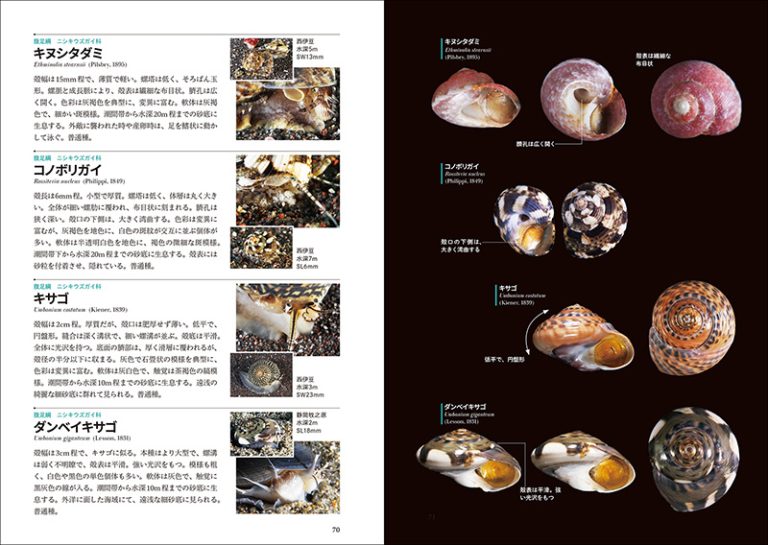 新版 日本の貝 | 株式会社誠文堂新光社